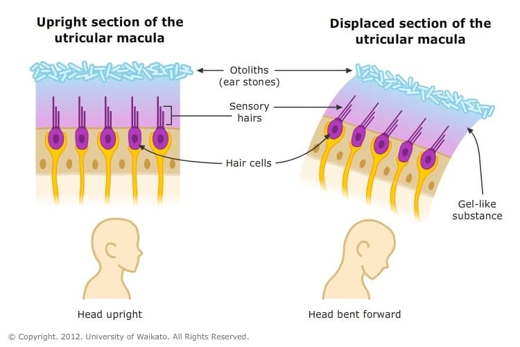 The otolithic organs contain calcium carbonate crystals, which attach to hair cells to trigger action potentials to hel…