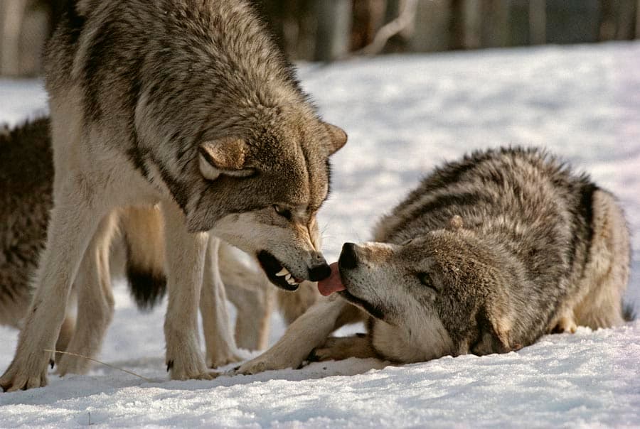 Wolves: Ethology focuses on the observation of animal behaviors