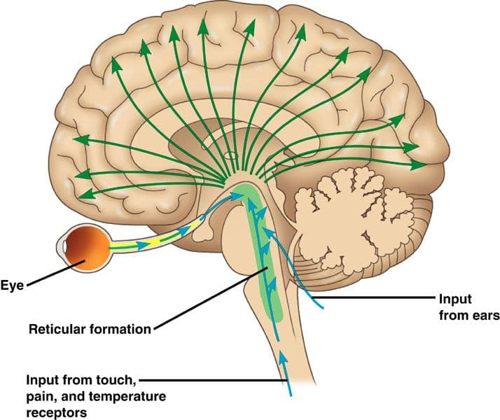 Functions of reticular formation: aids in alertness aids sleep/wake cycle helps filter information to the thalamus some…