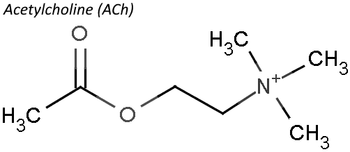 Acetylcholine is released from the basilis nuclei and septal nuclei in the frontal lobe