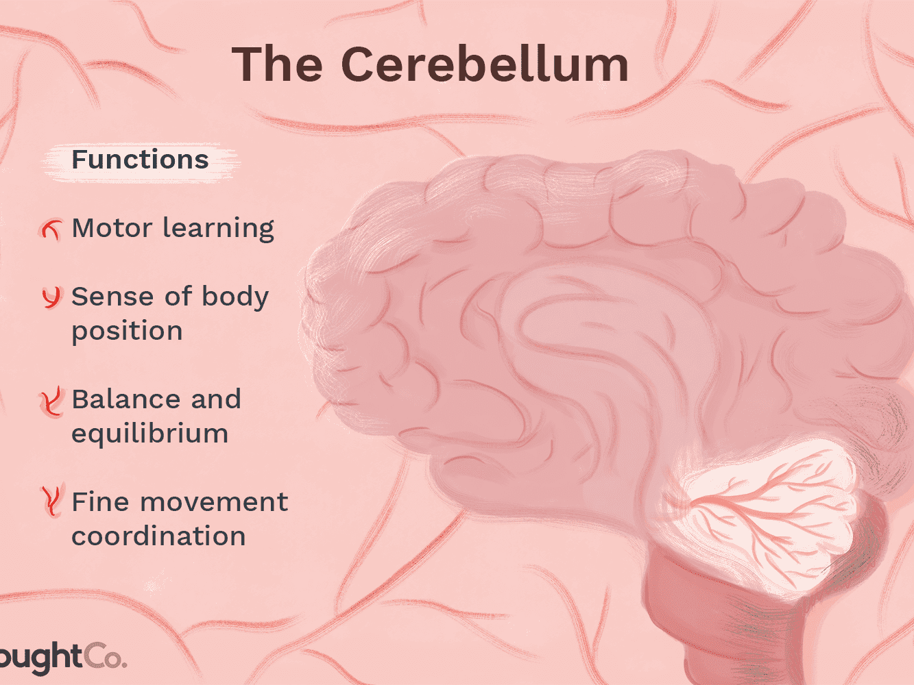 The cerebellum functions: coordinate movement aid in proprioception w/ muscle spindles helps balance fine motor function