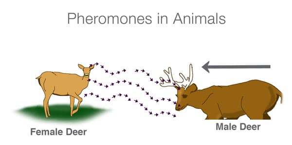 animalpheromones: Pheromones are chemical signals released by a species to trigger an innate response in another member of the species