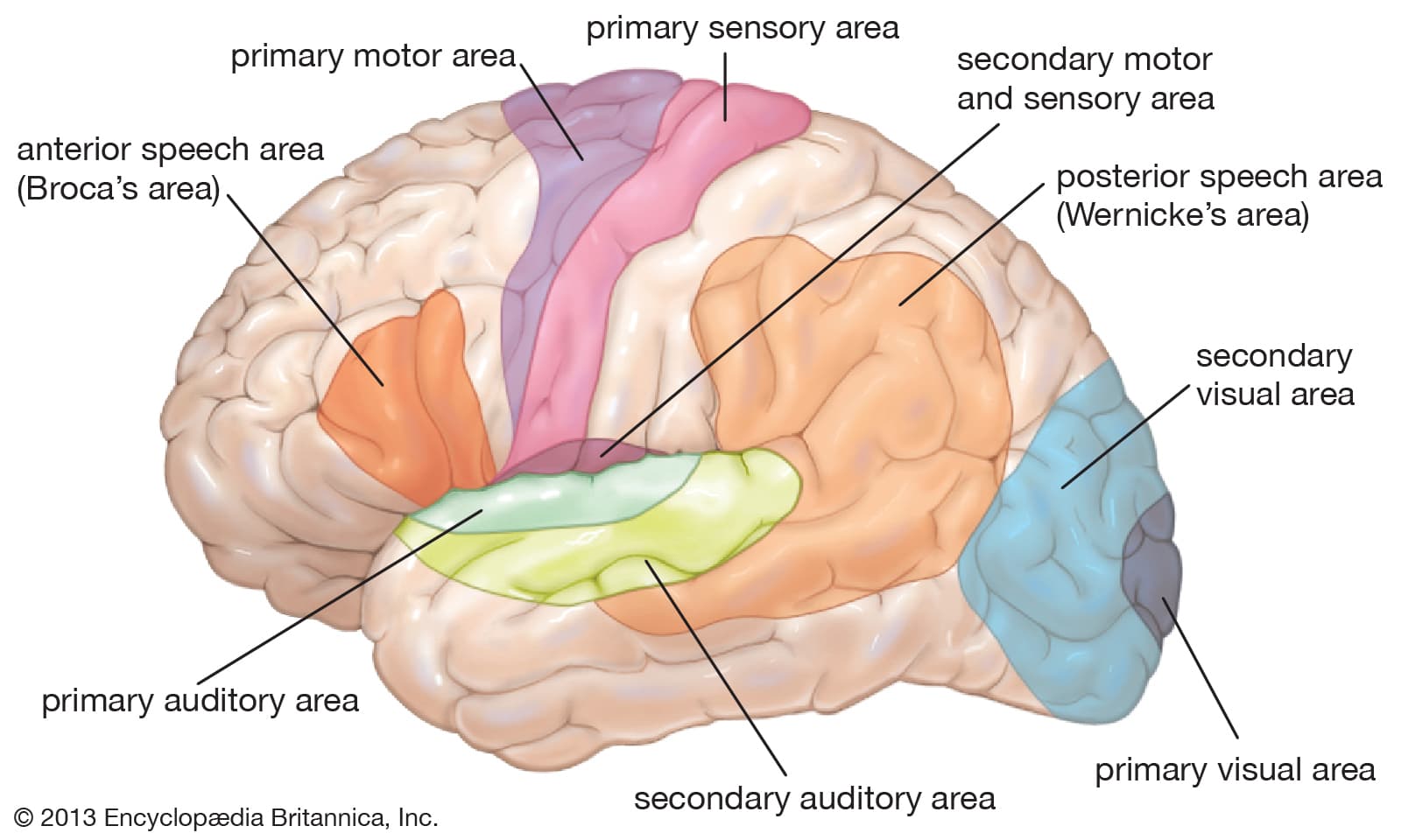 areas human brain: Wernicke's area is involved in sound processing and is located in the temporal lobe
