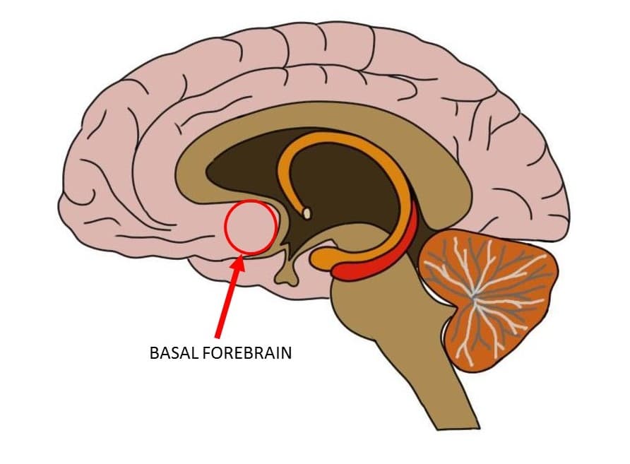 The basal forebrain is the main cholinergic (acetylcholine) output of the central nervous system