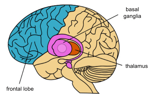 basal ganglia anatomy 1: Basal ganglia has an important role in motor function, cognition, and emotion