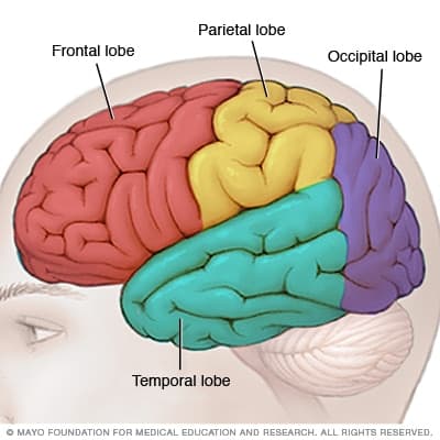 ds00266 ds00810 im03440 bn7 lobesthu jpg: The four lobes of the cerebral cortex frontal parietal occipital temportal