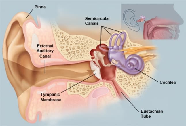 Sound waves that pass through the auditory canal will hit the tympanic membrane AKA eardrum
