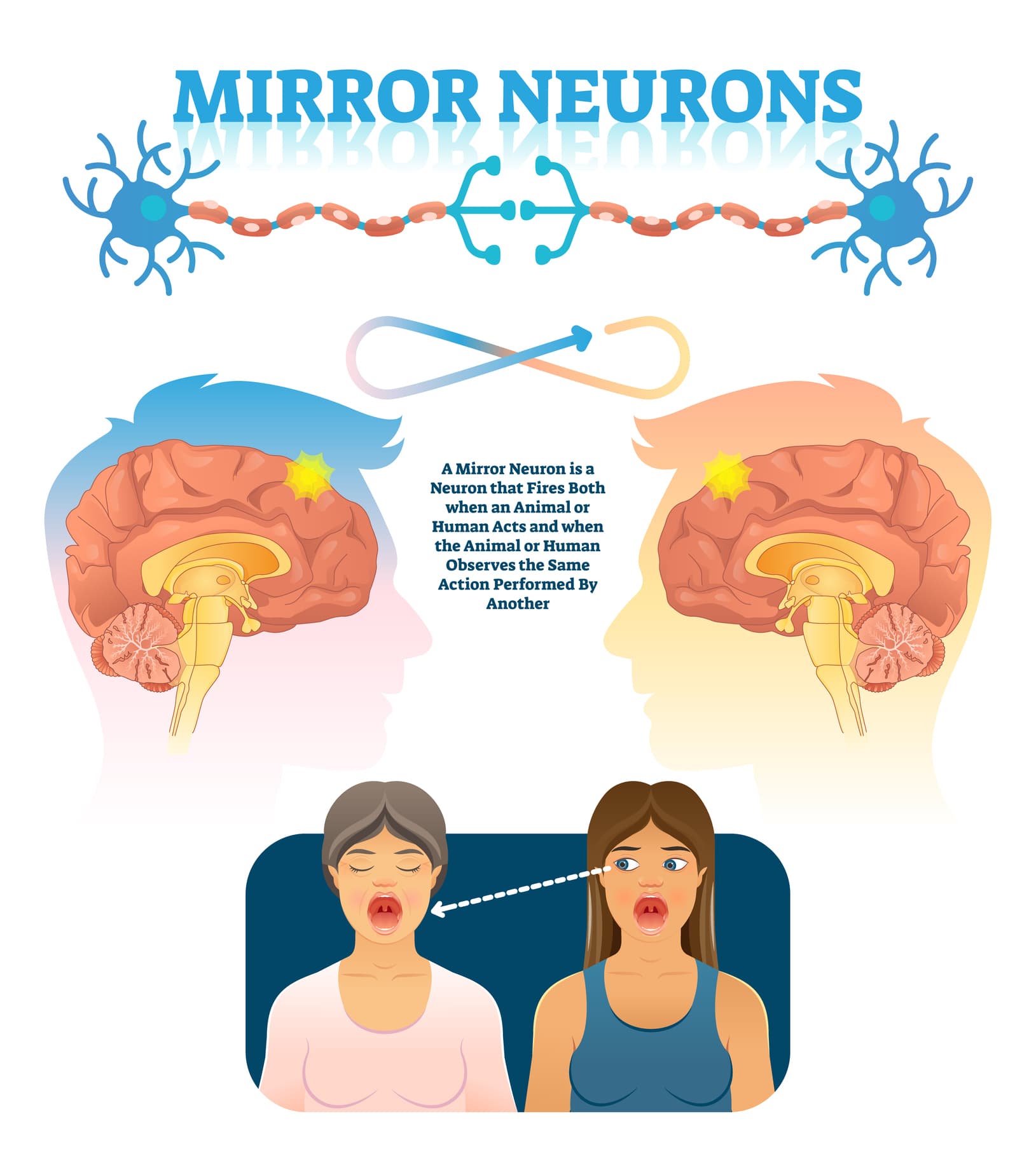 Mirror neurons are neurons that fire when an animal performs an act or when the animal observes the same action