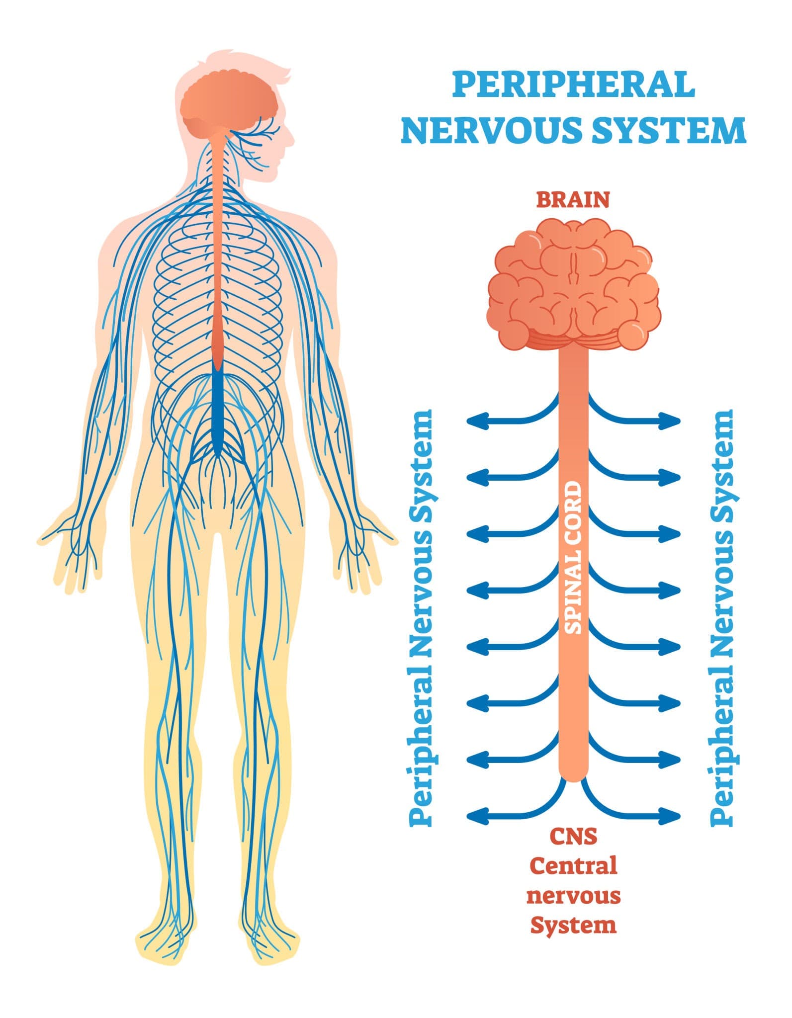 images: The peripheral nervous system includes everything outside the CNS, cranial nerves, and spinal nerves