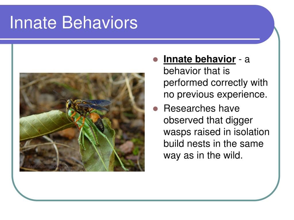 innate behaviors l: The 3 main types of innate behavior are reflexes, orientation behaviors, and fixed-action patterns (FAP)