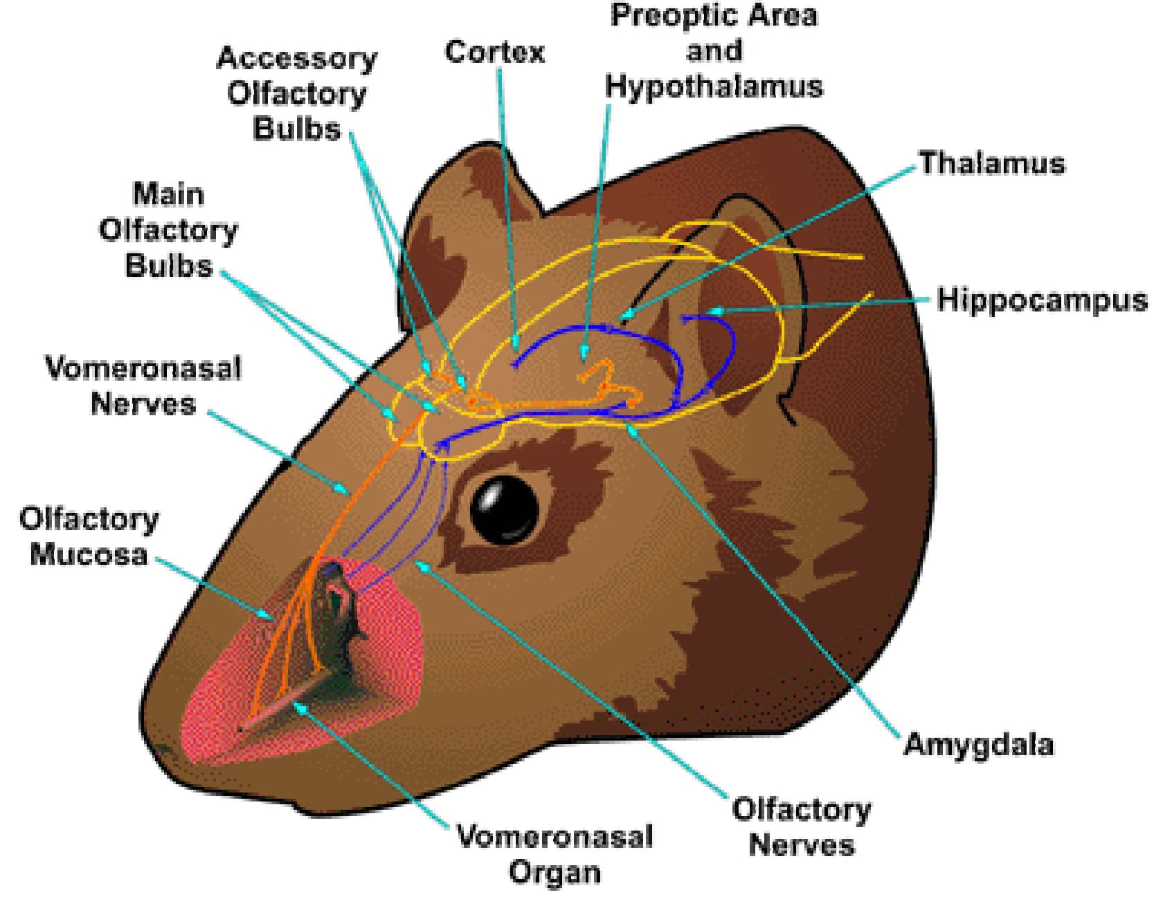 mousemap: The accessory olfactory bulbs are not present in humans but allows animals to rely more heavily on pheromones