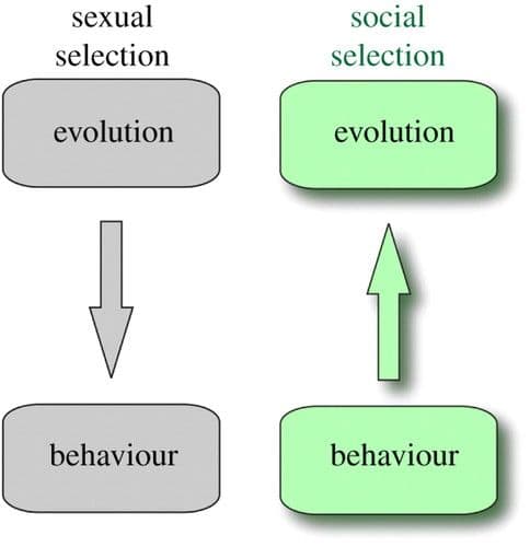 What is Social Selection model of natural selection? Individual's health can influence their social mobility and theref…