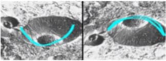 Shading and contour is a monocular cue that uses light and shadows to perceive form/depth/contours