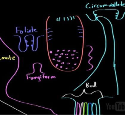 Foliate papillae are located at the side of the tongue