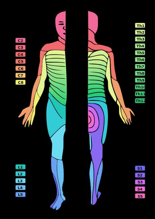 What is a Dermatome? Skin with sensory nerve fibers from a single posterior spinal root ganglion