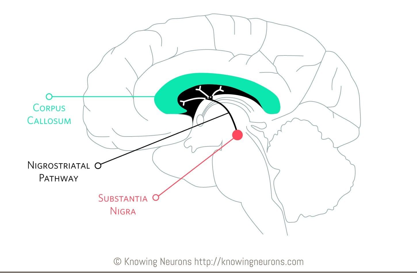 The nigrostriatal pathway is associated with motor planning and purposeful movement