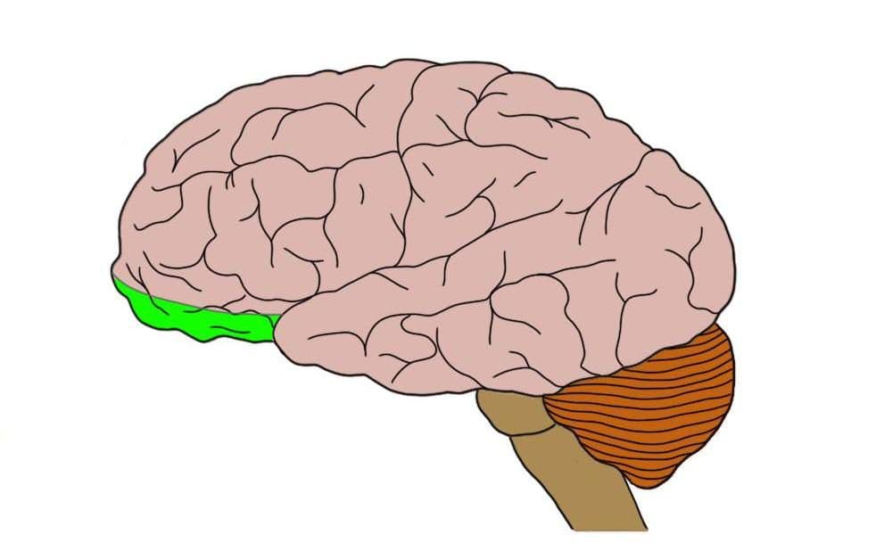 Where both + and - emotions are processed: Orbitofrontal cortex