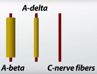 The three types of nerve fibers are A-beta fibres, A-delta fibres, and C fibres