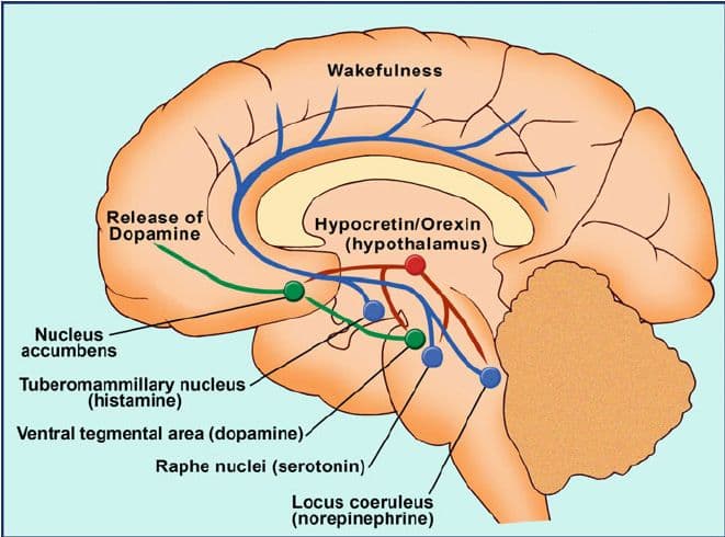 Primary role of Hypocritin? Control Sleep & Arousal Also known as: Orexin z z Z