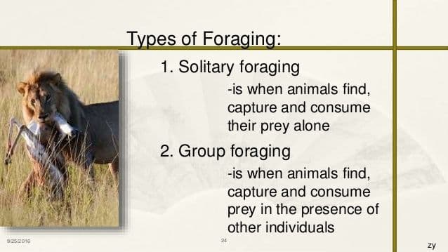 What is Solitary foraging? Animal looks for food by itself