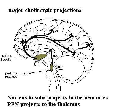 Where is the origin of Acetylcholine? Frontal cortex/Basal forebrain Basilis & Septal nuclei