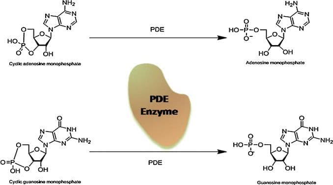 Phosphodiesterase decomposes cAMP → AMP