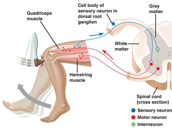 Steps to muscle stretch reflex (knee jerk) somatosensory neurons (afferent) in muscle spindles synapse in spinal cord a…