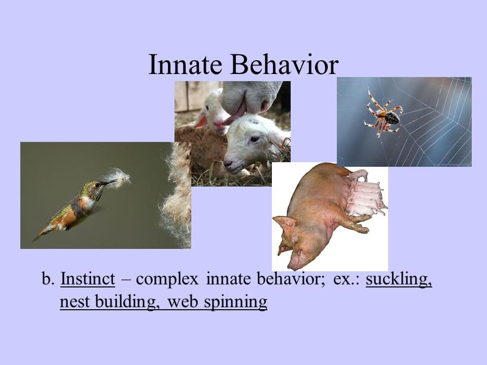 slide 4: Innate behavioral traits are genetically programed behavior present at birth that requires no experience with the envir…