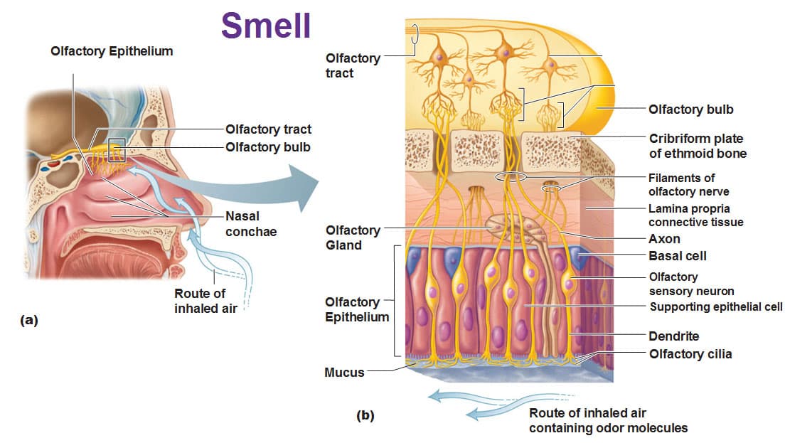 At the end of the neurons projecting from the olfactory bulb are olfactory chemoreceptors