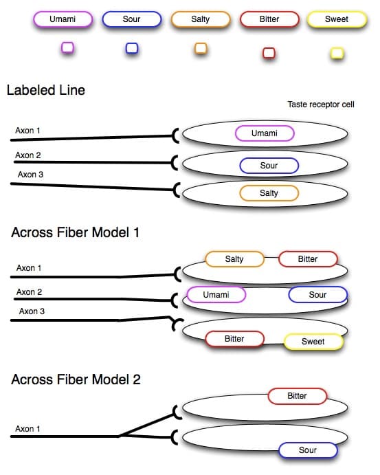 taste: The labeled-line theory states that each sensory receptor binds to a specific stimuli and is directly linked to the bra…