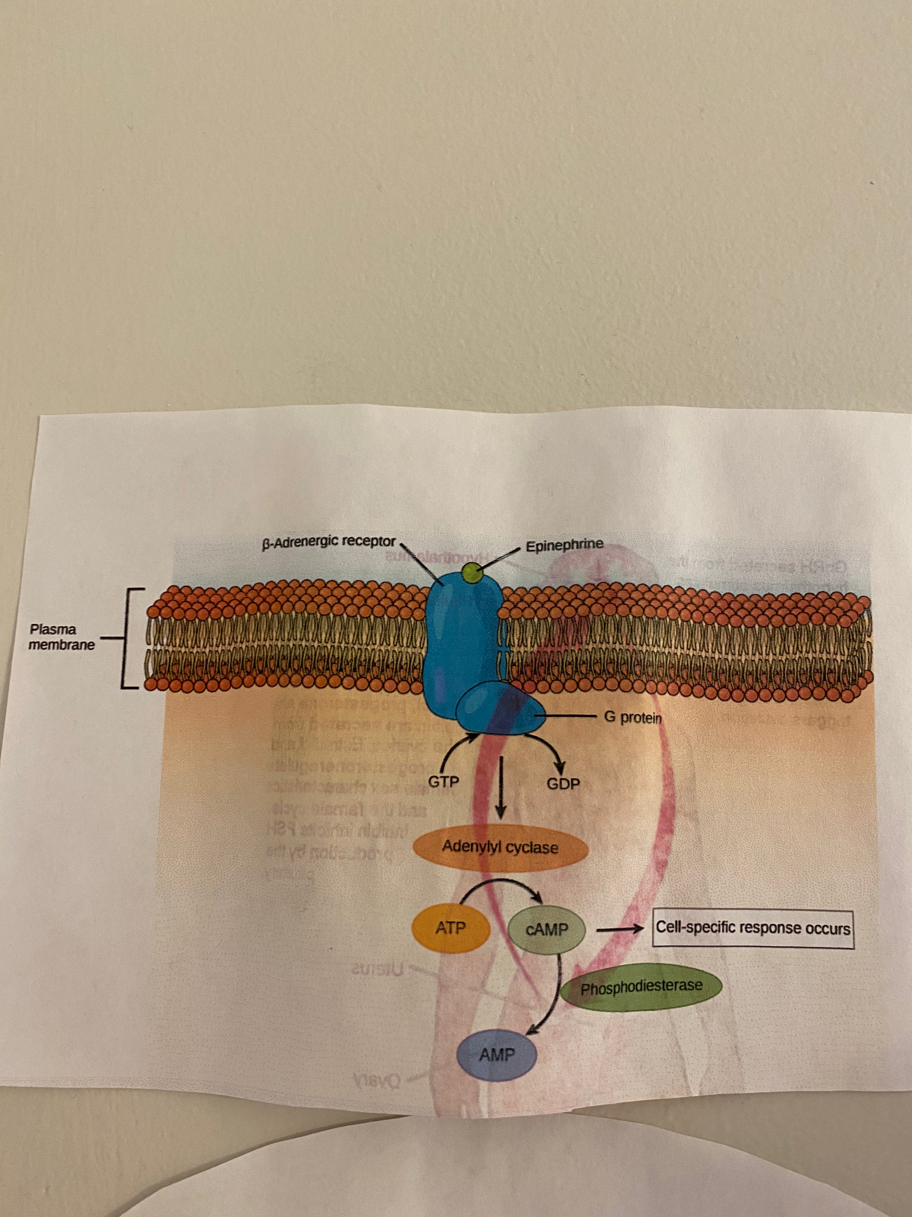 What does Caffeine do in regards to cAMP ? Inhibits Phosphodiesterase (enzyme) that breaks down cAMP So: Caffeine leads…