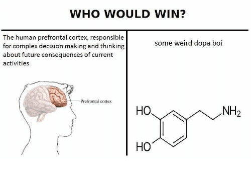Teenagers express poor judgement as a result of an underdeveloped prefrontal cortex